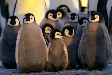 神秘夢幻的南極大陸(組圖)