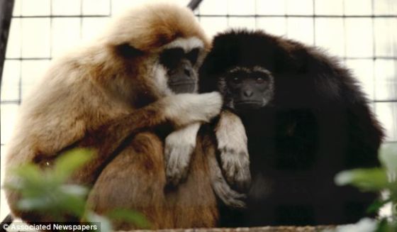 科學(xué)家稱有些動(dòng)物大腦勝過(guò)人類(組圖)