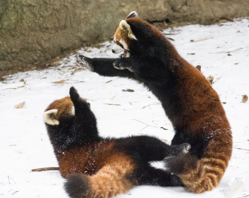 逗趣！美動物園小熊貓雪中嬉鬧打滾(組圖)