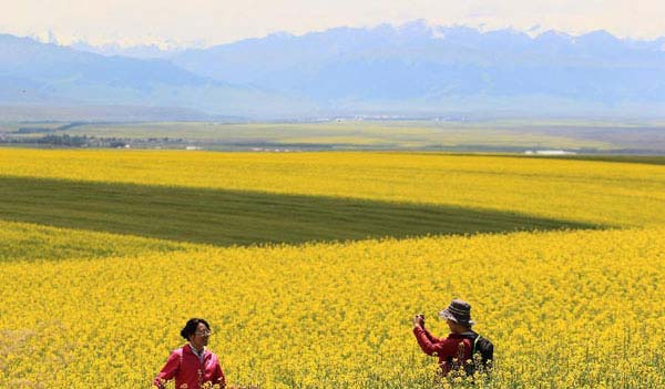 Cole flower attracts tourists in Zhaosu, Xinjiang