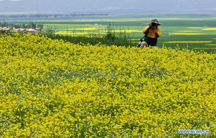 Canola flowers bloom in NW China