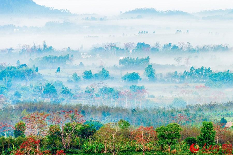 Beautiful Kapok flowers bloom in Hainan