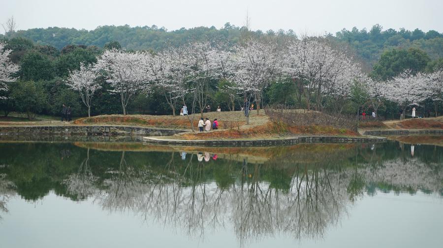 Cherry flowers in full bloom as spring comes