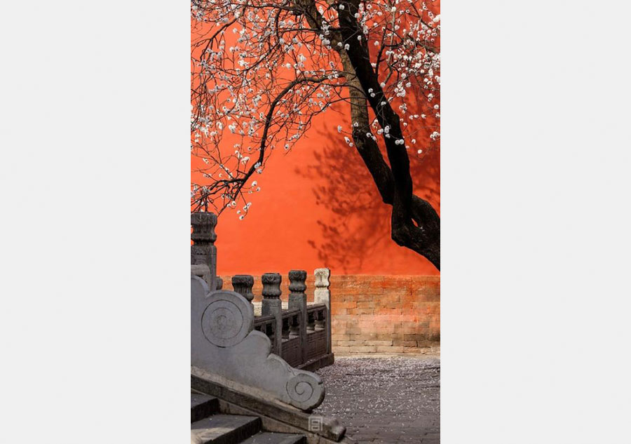 Apricot flowers in Forbidden City