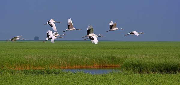 Going wild in wetlands