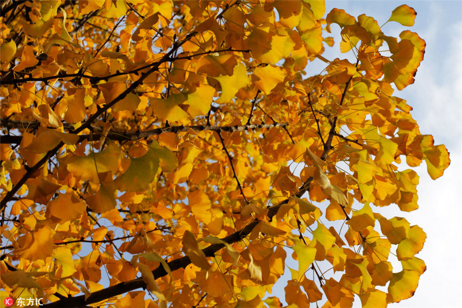Golden ginkgo leaves lighten up Wuhan University