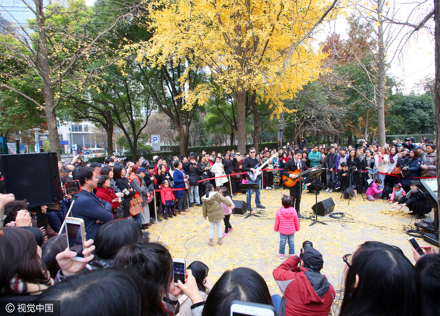Golden foliage steals the show at Shanghai music carnival