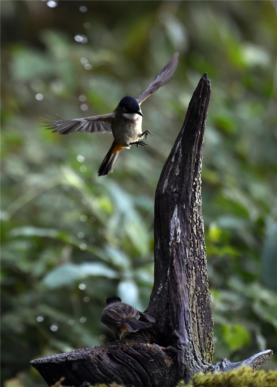 Gaoligong Mountain: Birdwatchers' paradise