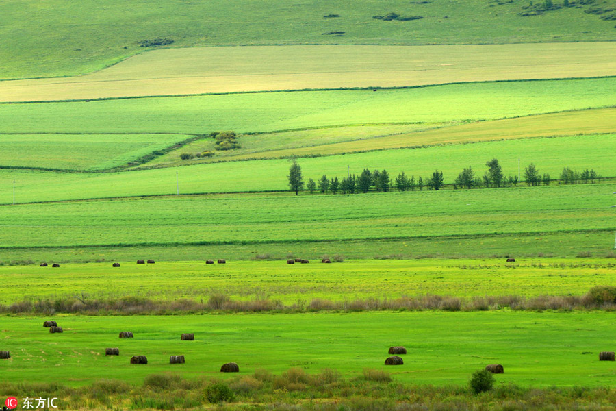 China's renowned pure grassland: Hulunbuir Grassland