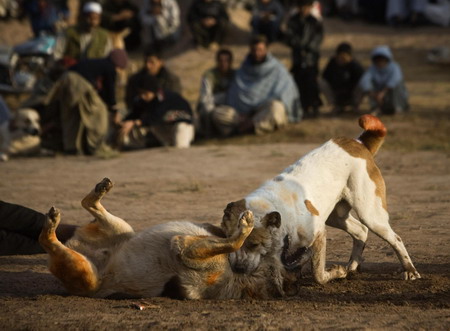 Dog-fight competition is held in Afghanistan