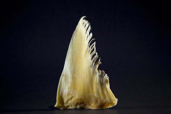 The business of shark fin soup in Canada