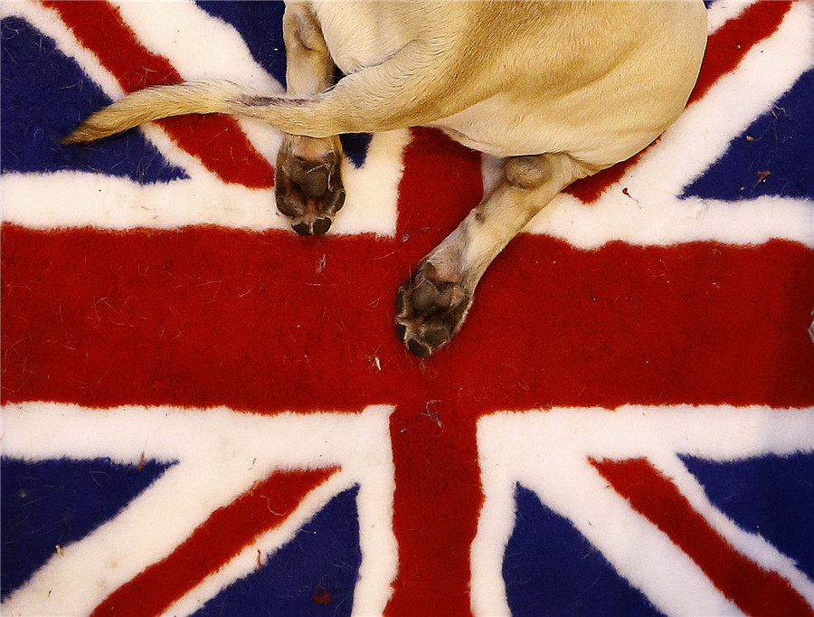 Crufts dog show kicks off in Birmingham