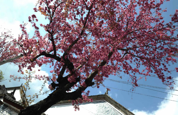 生態大理冬日印象