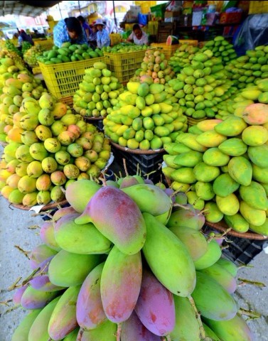 百色芒果挺進北京 中國芒果之鄉享譽京城