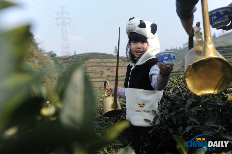 “熊貓父女”茶道表演萌翻眾人