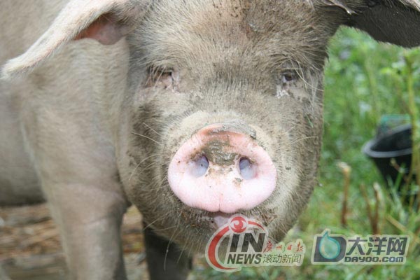 [重訪四川]成都探訪豬堅(jiān)強(qiáng)