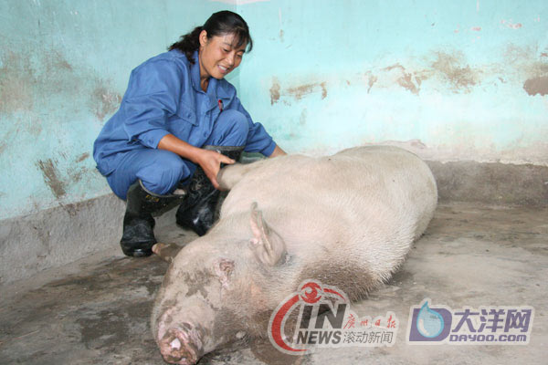 [重訪四川]成都探訪豬堅(jiān)強(qiáng)