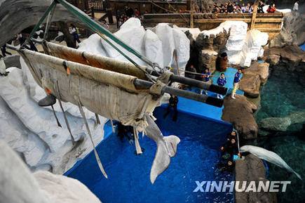 白鯨搬家[組圖]