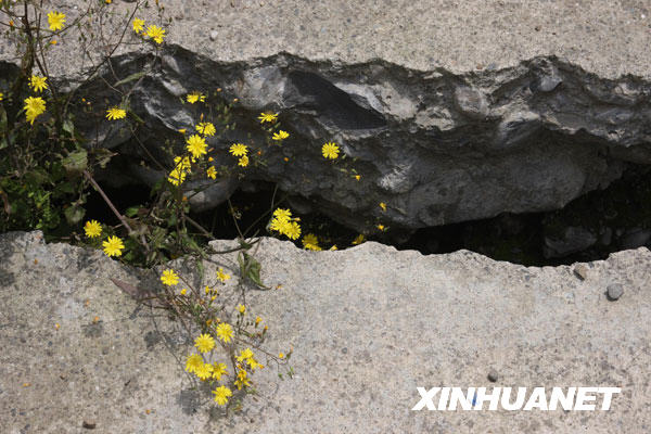 鮮花盛開(kāi)北川廢墟[組圖]