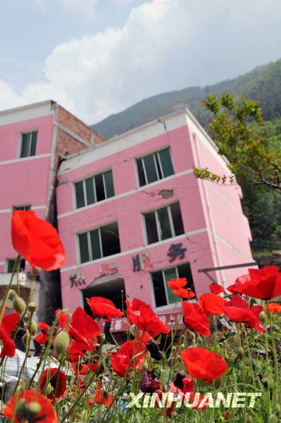 鮮花盛開(kāi)北川廢墟[組圖]