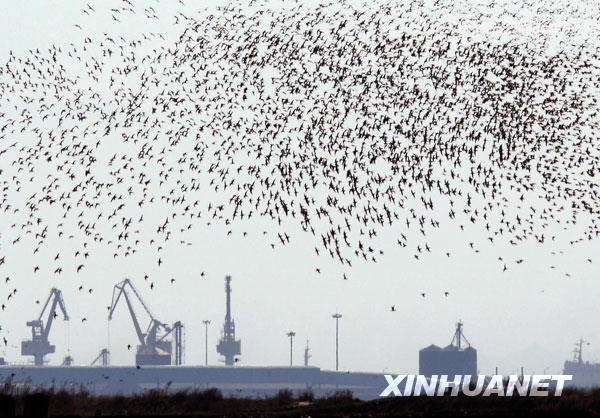 百萬只候鳥鴨綠江口濕地“加油”[組圖]