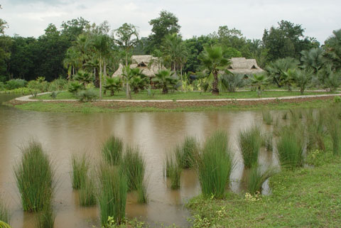科學家版納植物園做導游