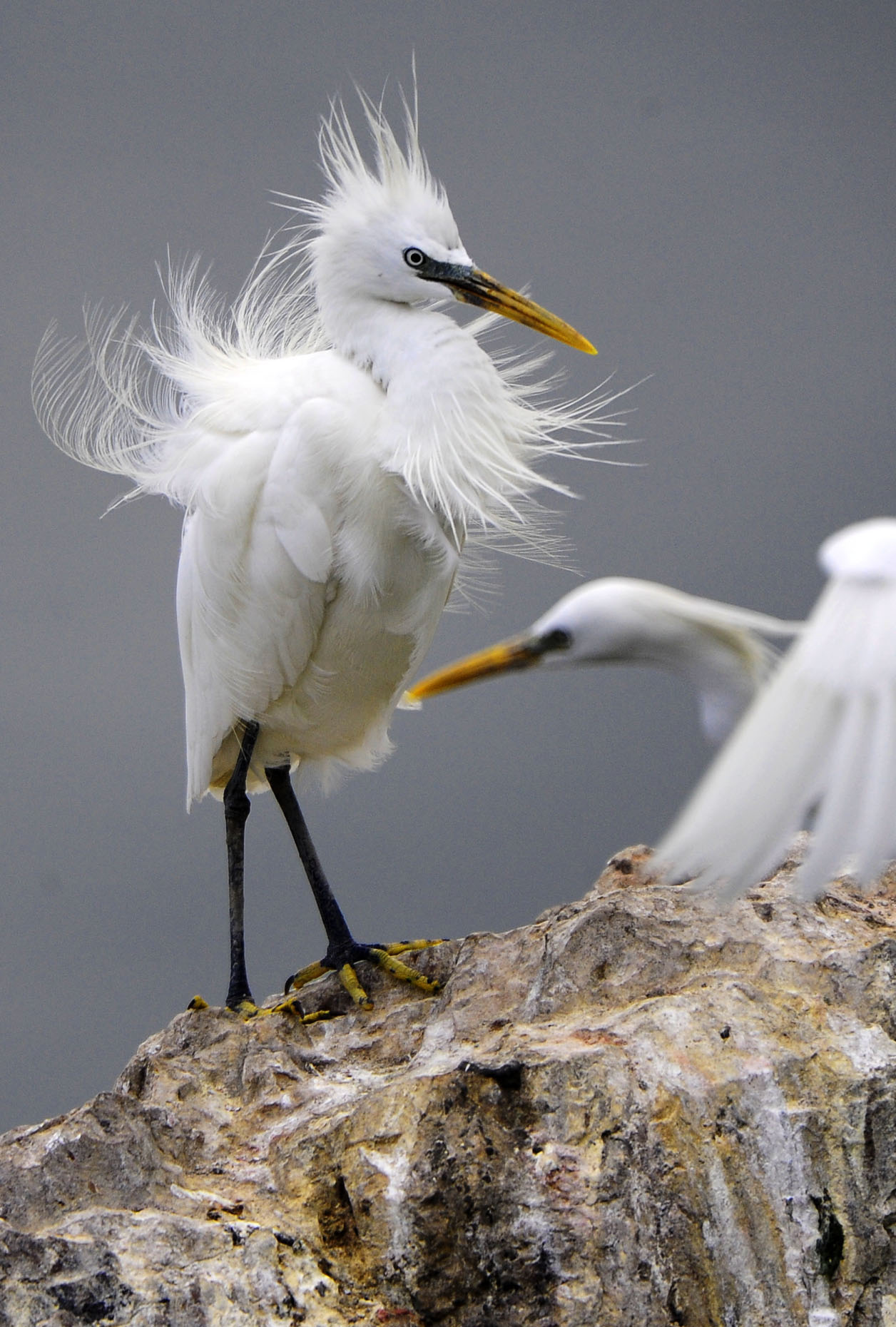 大連元寶島發現中國最大的黃嘴白鷺繁殖種群