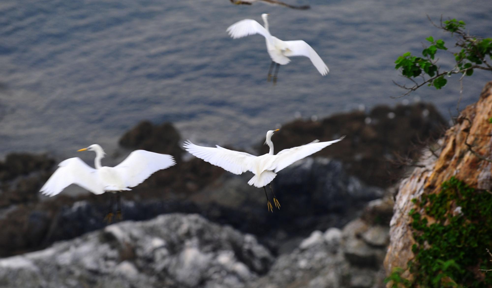 大連元寶島發(fā)現(xiàn)中國最大的黃嘴白鷺繁殖種群