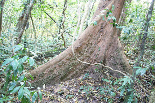 120多名國內外專家學者親近熱帶雨林
