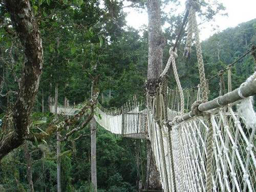 120多名國內(nèi)外專家學(xué)者親近熱帶雨林