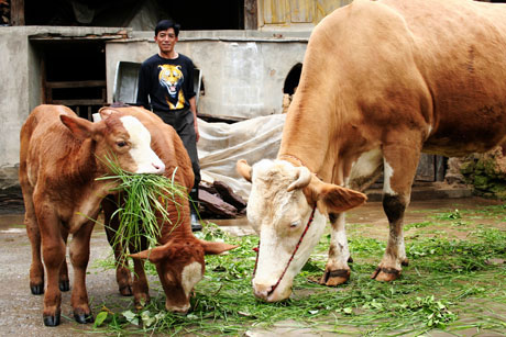 無量山中稀奇事 兩牛一驢相繼產下雙胞胎