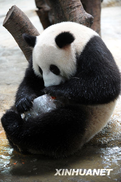 國寶避暑記[組圖]