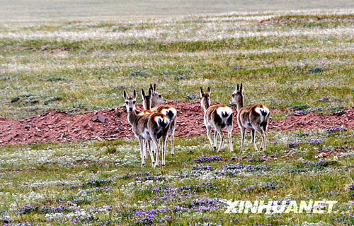 目擊可可西里野生動物[組圖]