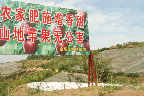延安柳林鎮農戶靠種植山地蘋果致富[圖]