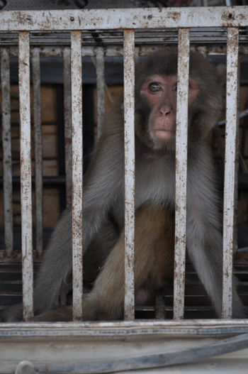 云南省委機關農場獼猴咬人 動物園吹管麻醉制伏(圖)