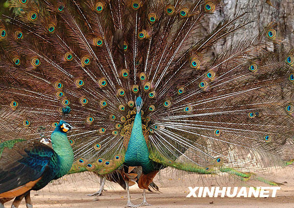 [經典中國輝煌60年]景洪——西雙版納“黎明之城”的美麗容顏