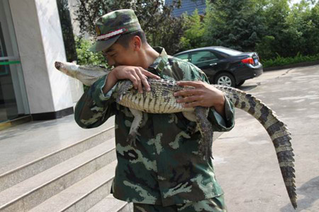 昆明武警森林支隊(duì)安寧大隊(duì)解救鱷魚(yú) 移交動(dòng)物收容中心(圖)