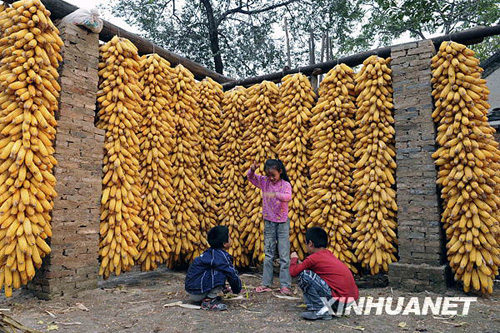 金秋玉米豐收[組圖]