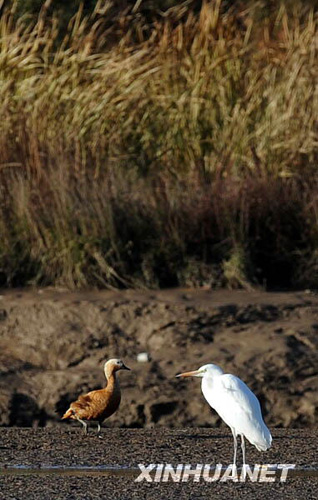 飛鳥翔集高原古城[組圖]