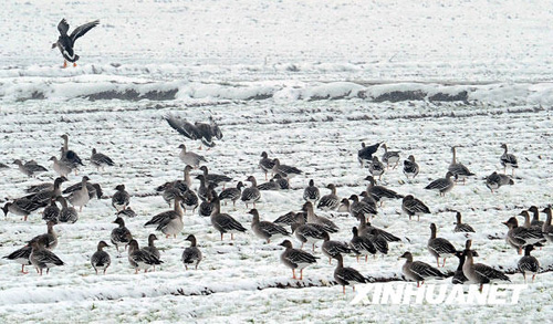 黃河又見雁歸來