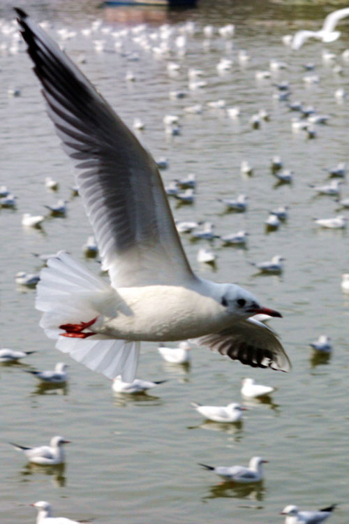 昆明：紅嘴鷗與人共樂（組圖）