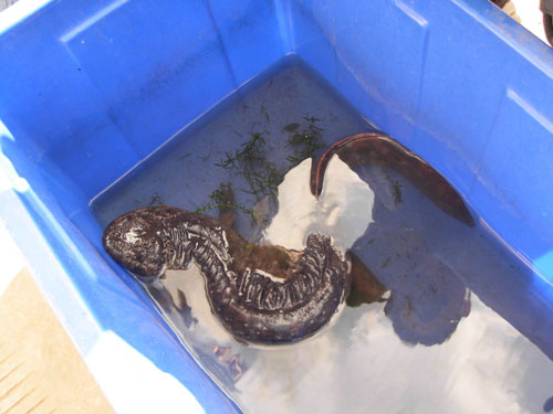 男子收購203只野鳥被抓現行(組圖)