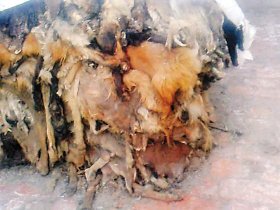 死豬私宰運銷網絡曝光：死豬肉加工成羊肉卷